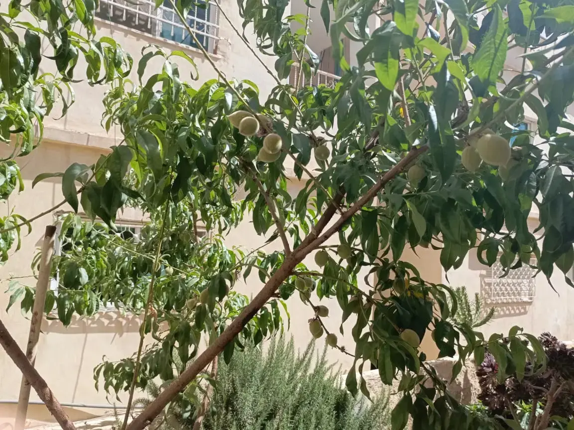 فيلا للبيع في Al Zarqa Al Jadeedeh – صورة 10