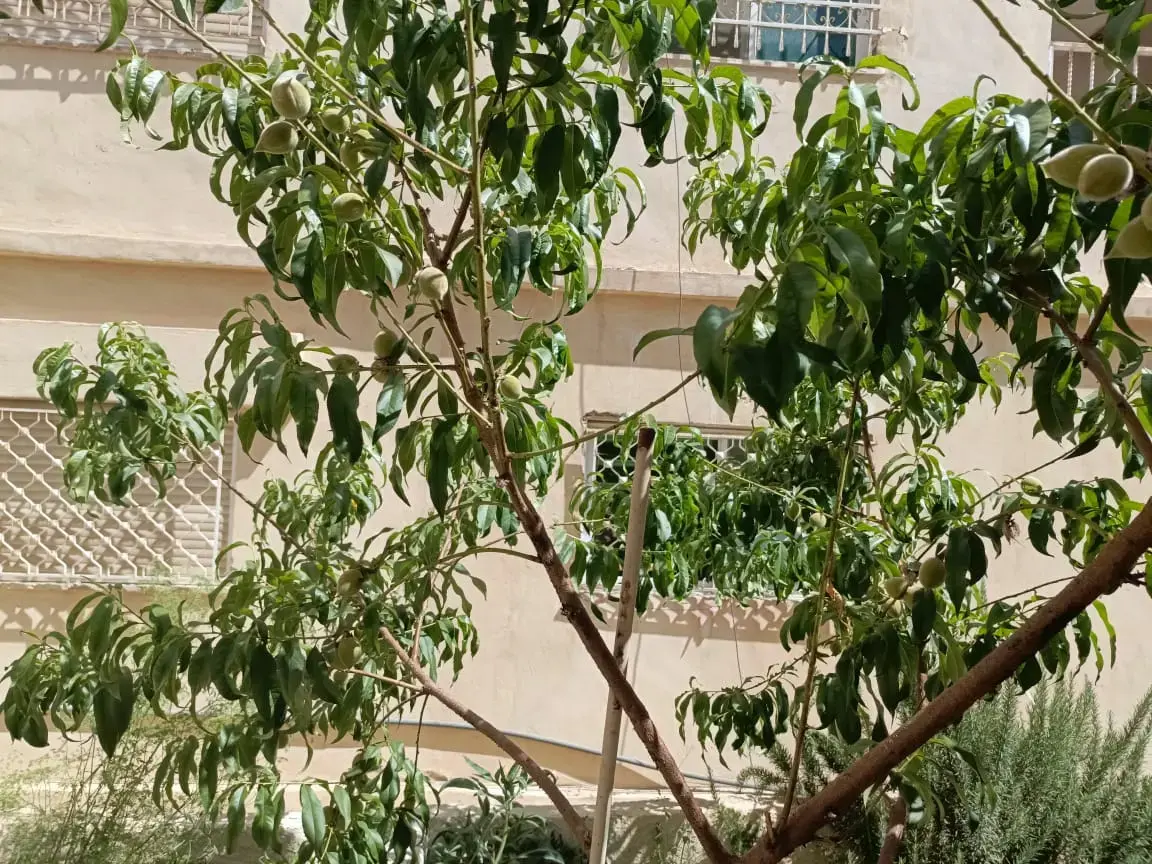 فيلا للبيع في Al Zarqa Al Jadeedeh – صورة 9