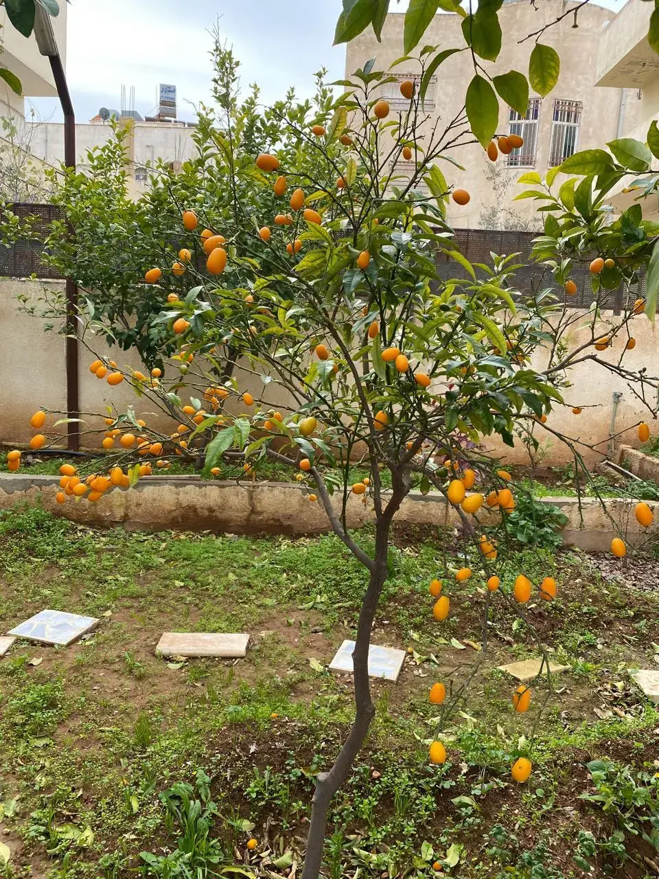 فيلا للبيع في Al-Qadisyeh - Rusaifeh – صورة 11