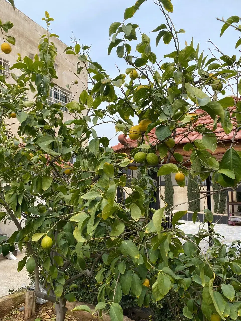 فيلا للبيع في Al-Qadisyeh - Rusaifeh – صورة 14