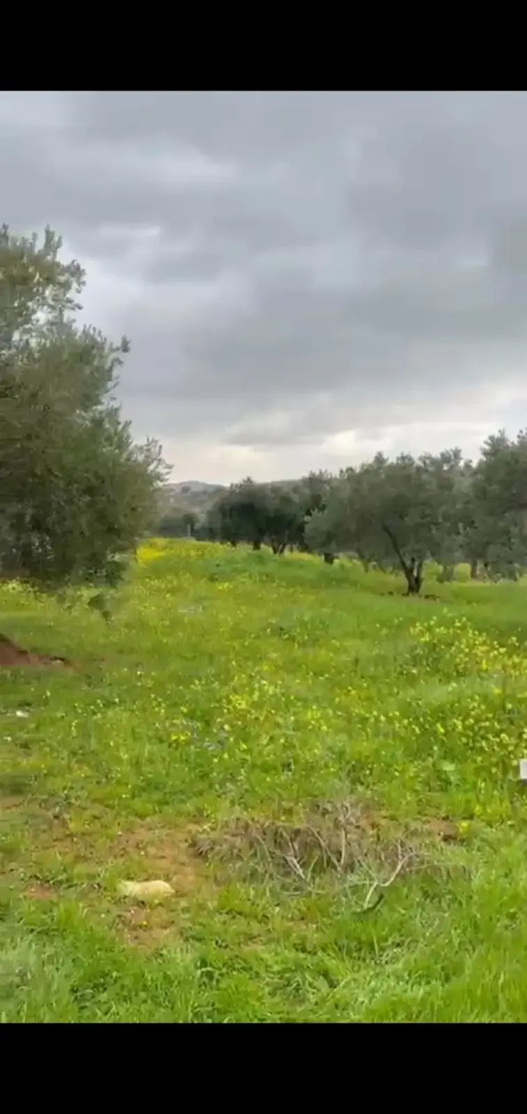 Land for sale in Sarout – photo 5