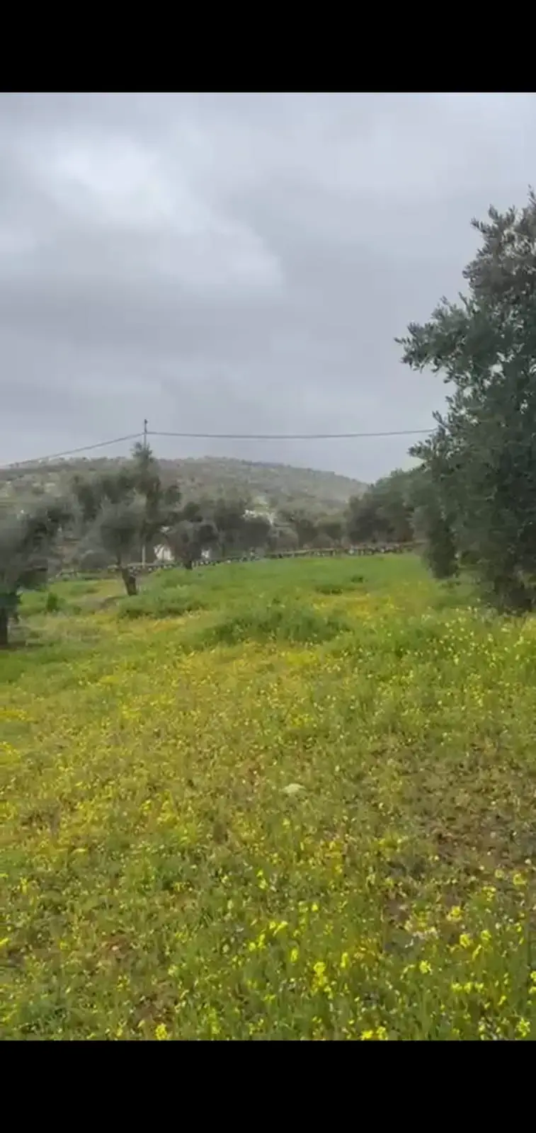 Land for sale in Sarout – photo 6