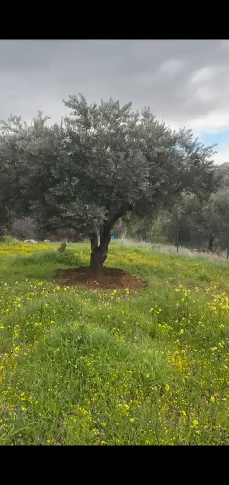 Land for sale in Sarout – photo 2