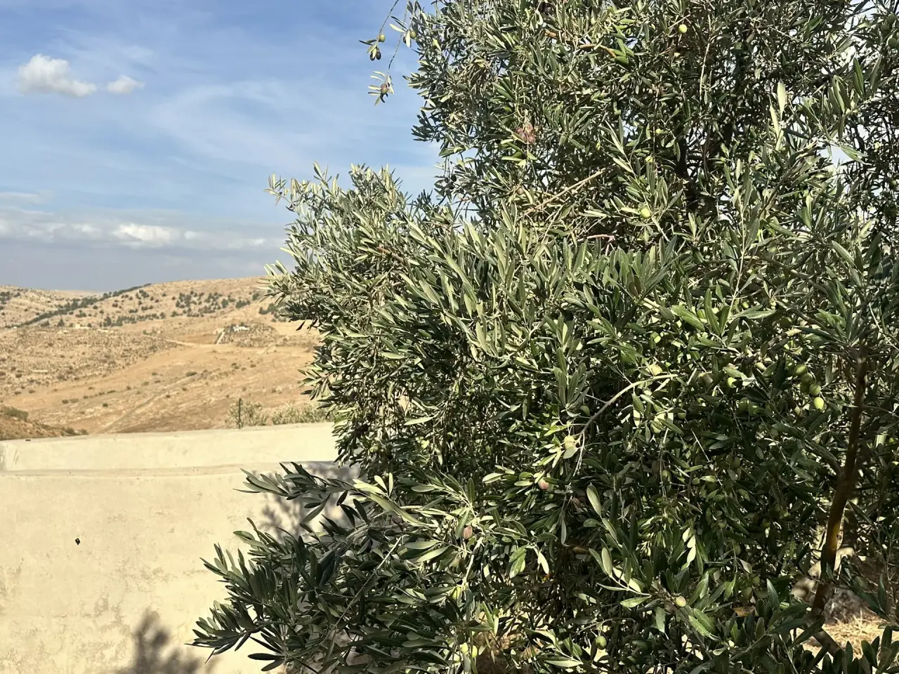 Land for sale in Sarout – photo 5