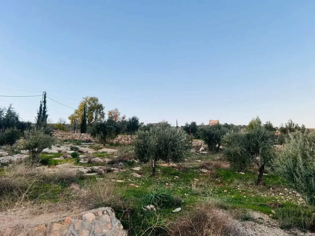 Land for sale in Sarout – photo 3