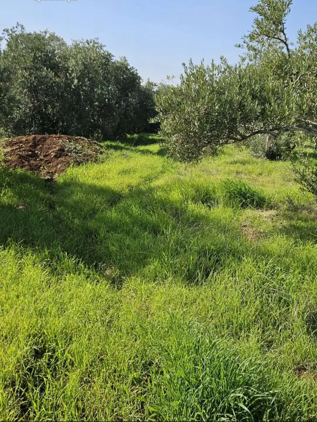 أرض للبيع في Bushra – صورة 2