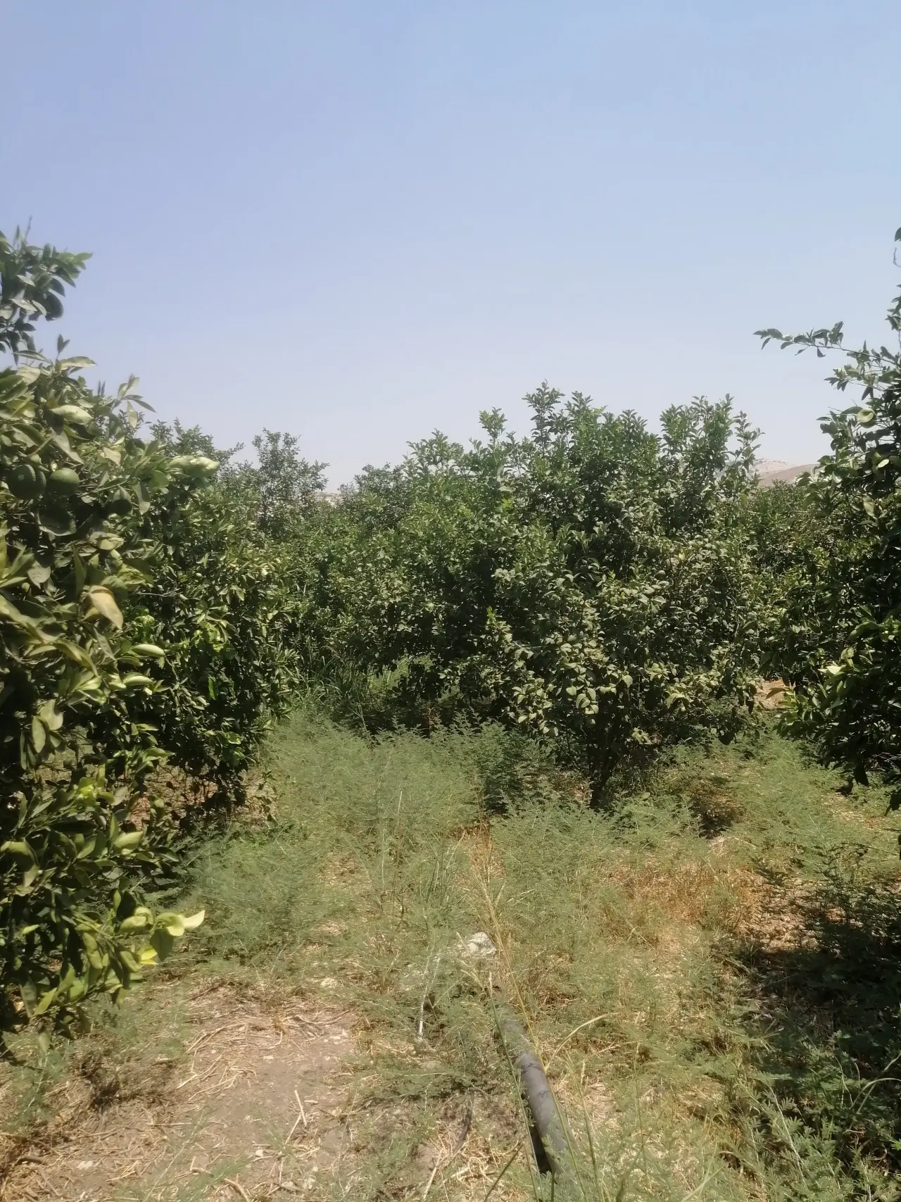 3.5-dunum citrus farm for sale in North Shuna with fruiting trees