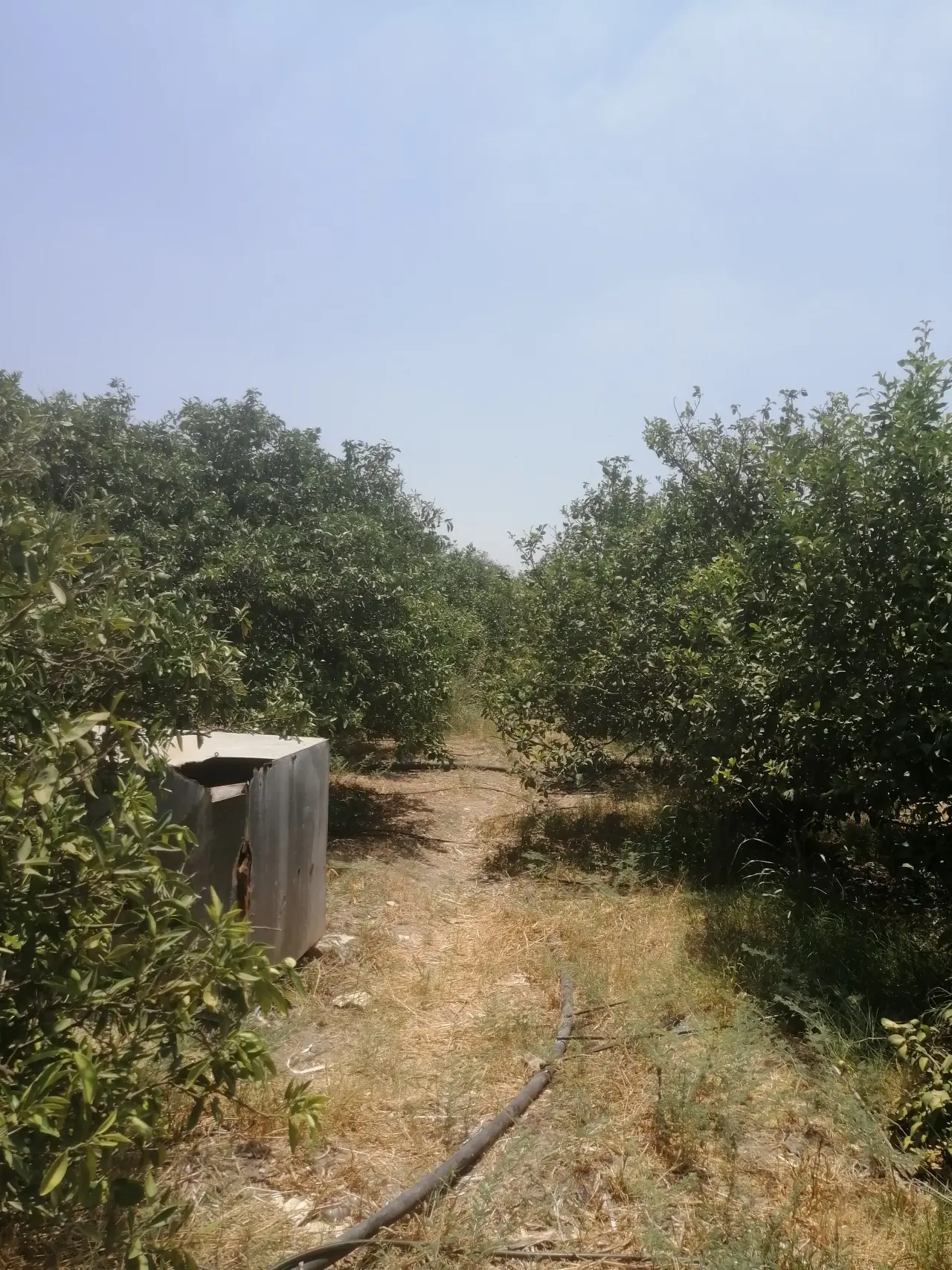 Land for sale in North Shuna – photo 11