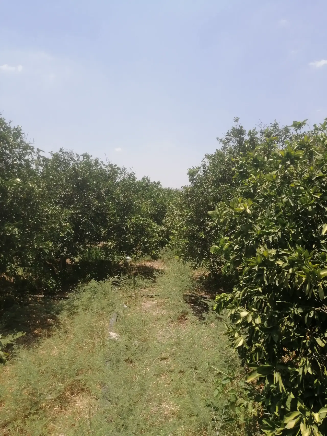 Land for sale in North Shuna – photo 7