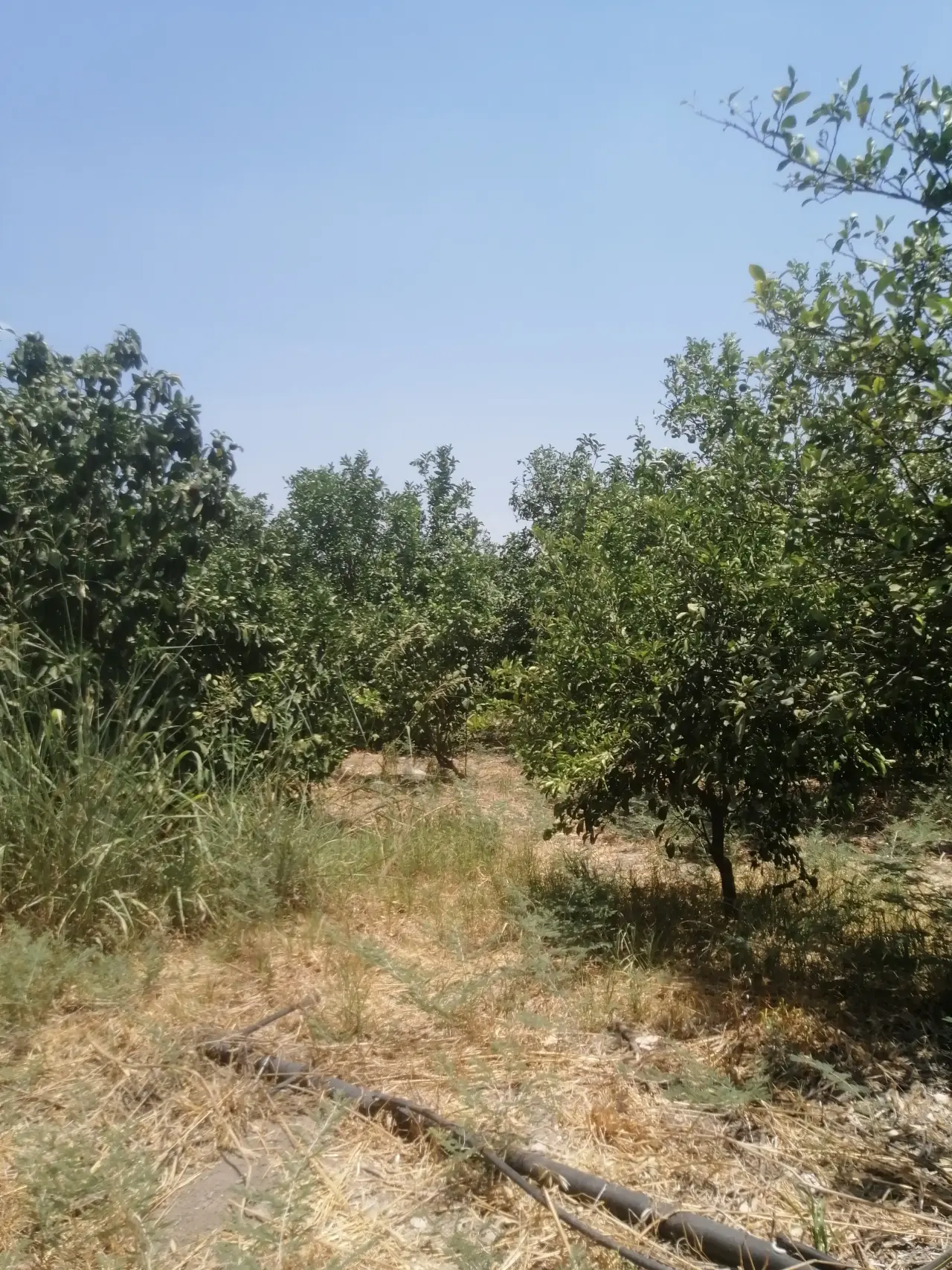 Land for sale in North Shuna – photo 9
