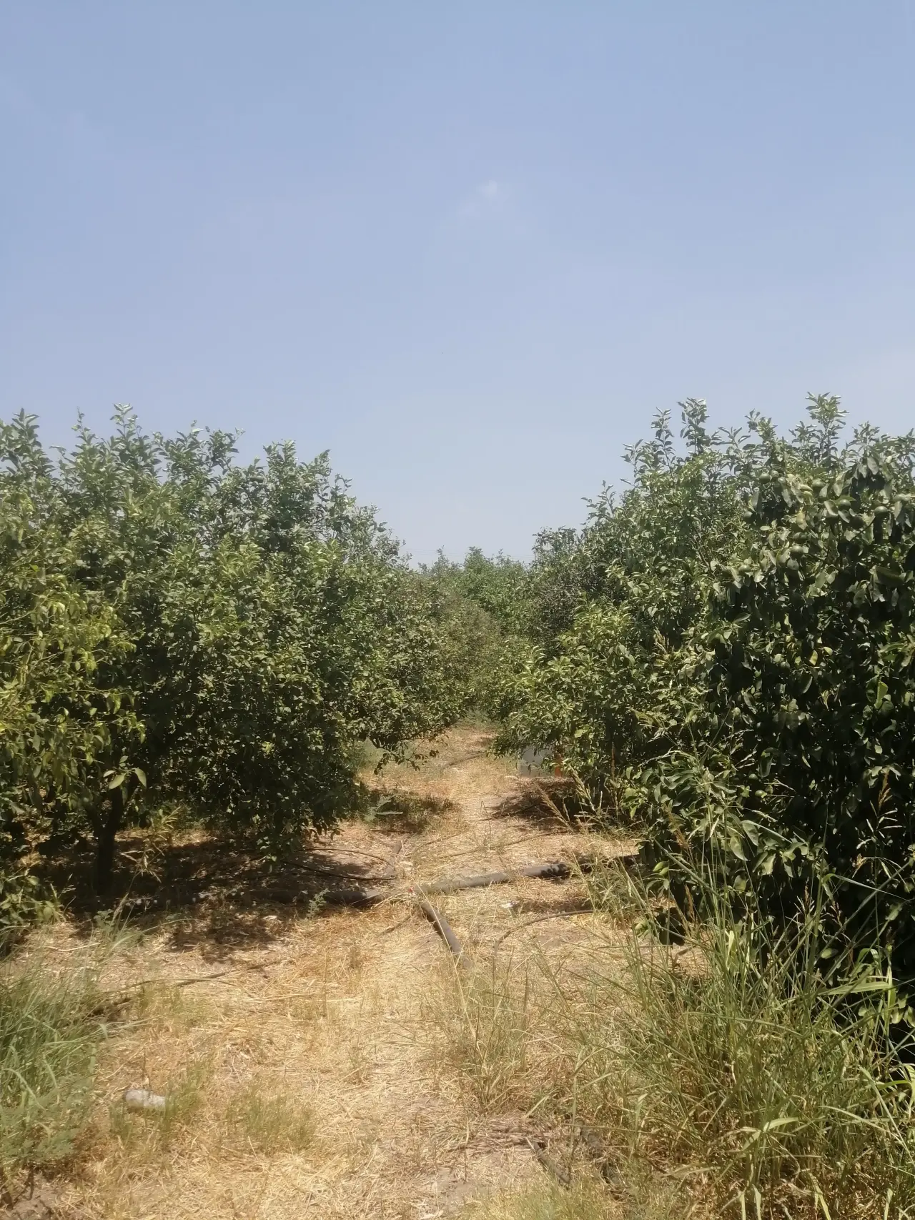 Land for sale in North Shuna – photo 8