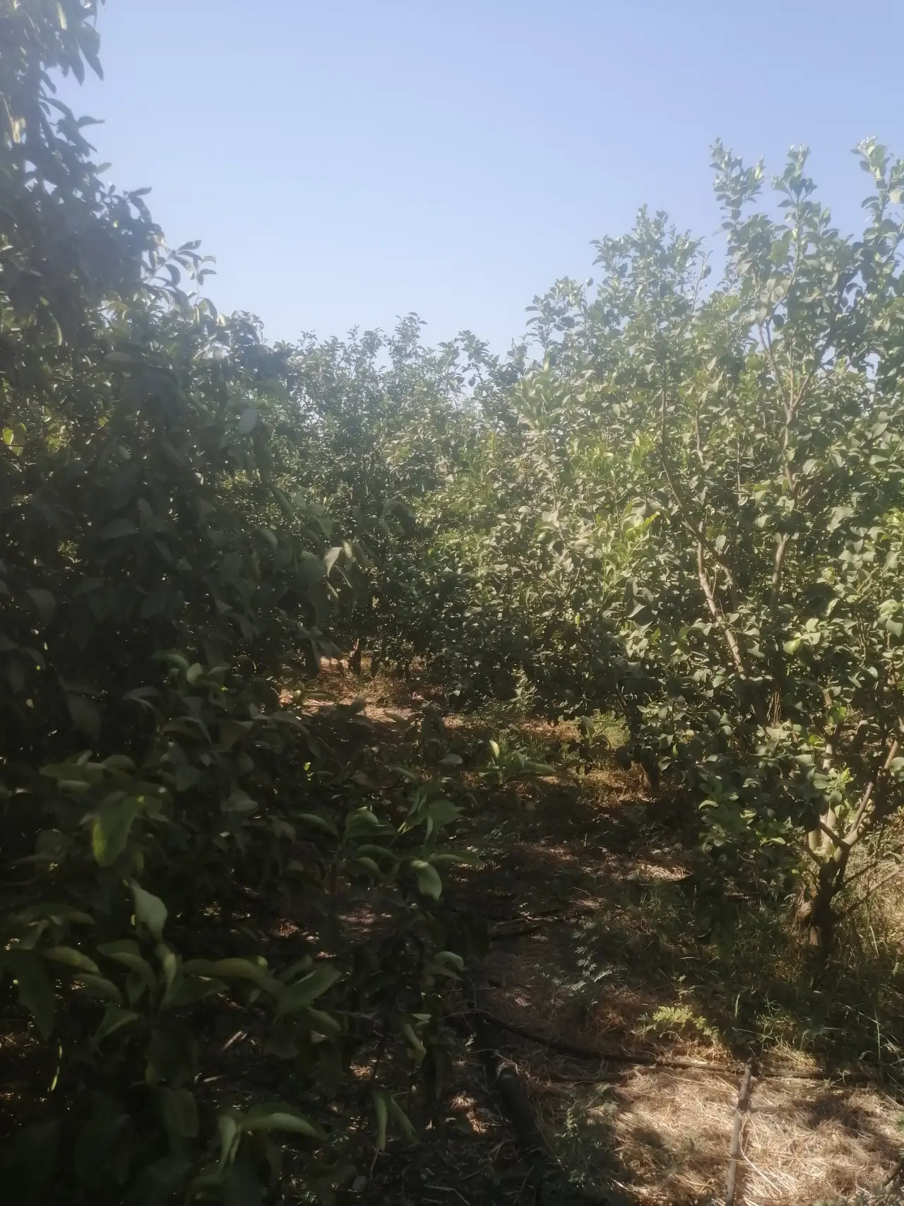 Land for sale in North Shuna – photo 18