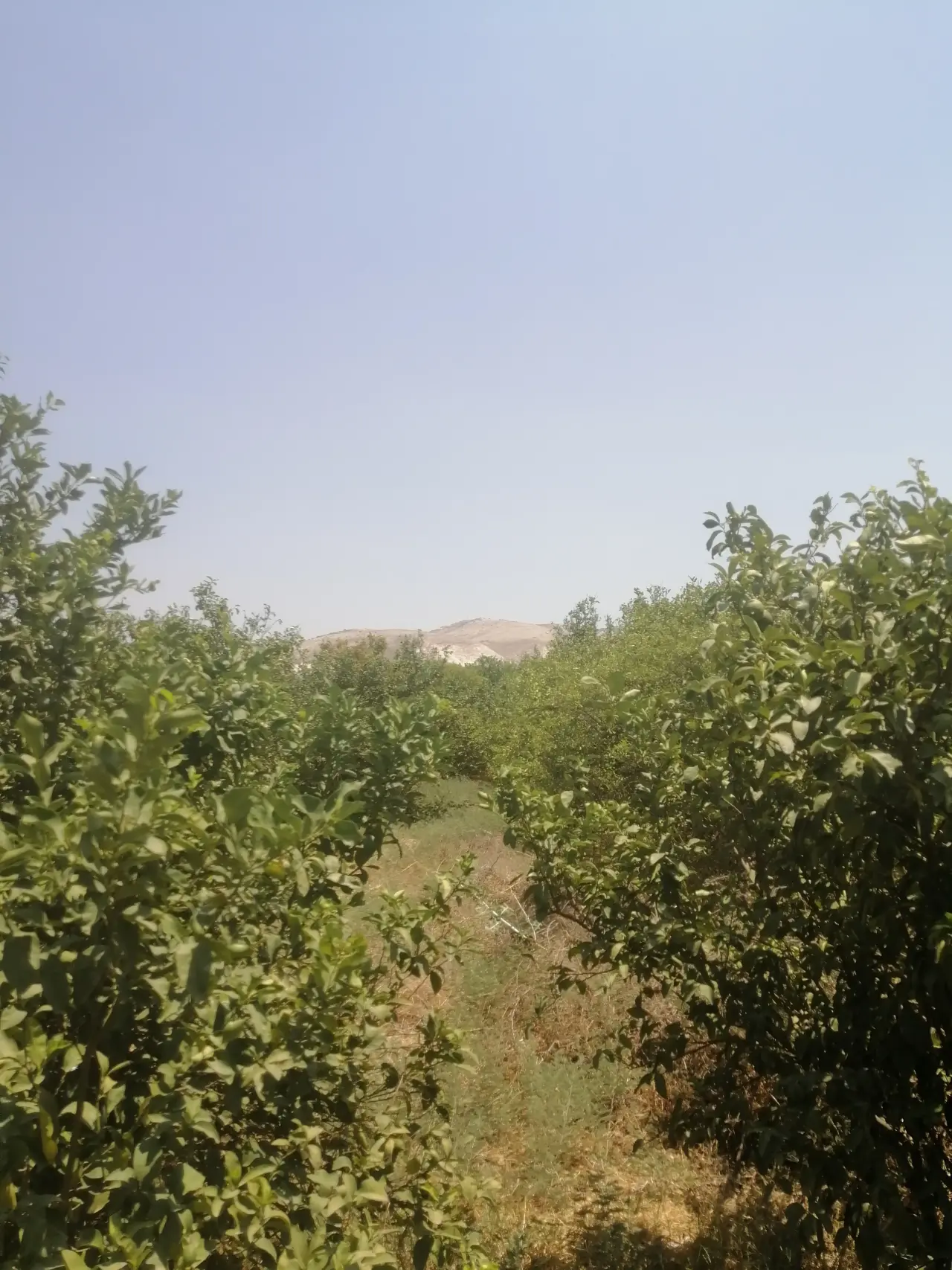Land for sale in North Shuna – photo 4
