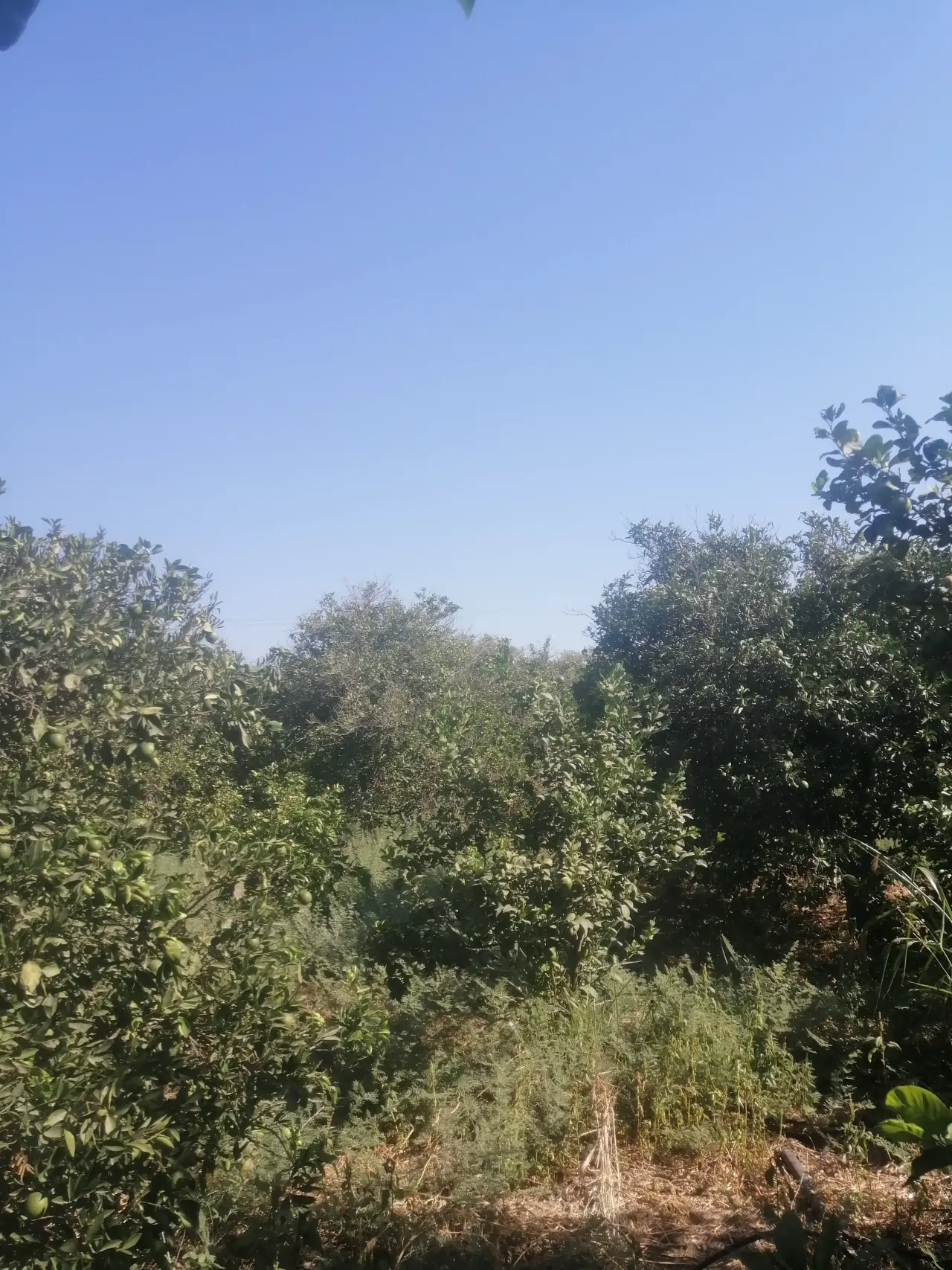 Land for sale in North Shuna – photo 17
