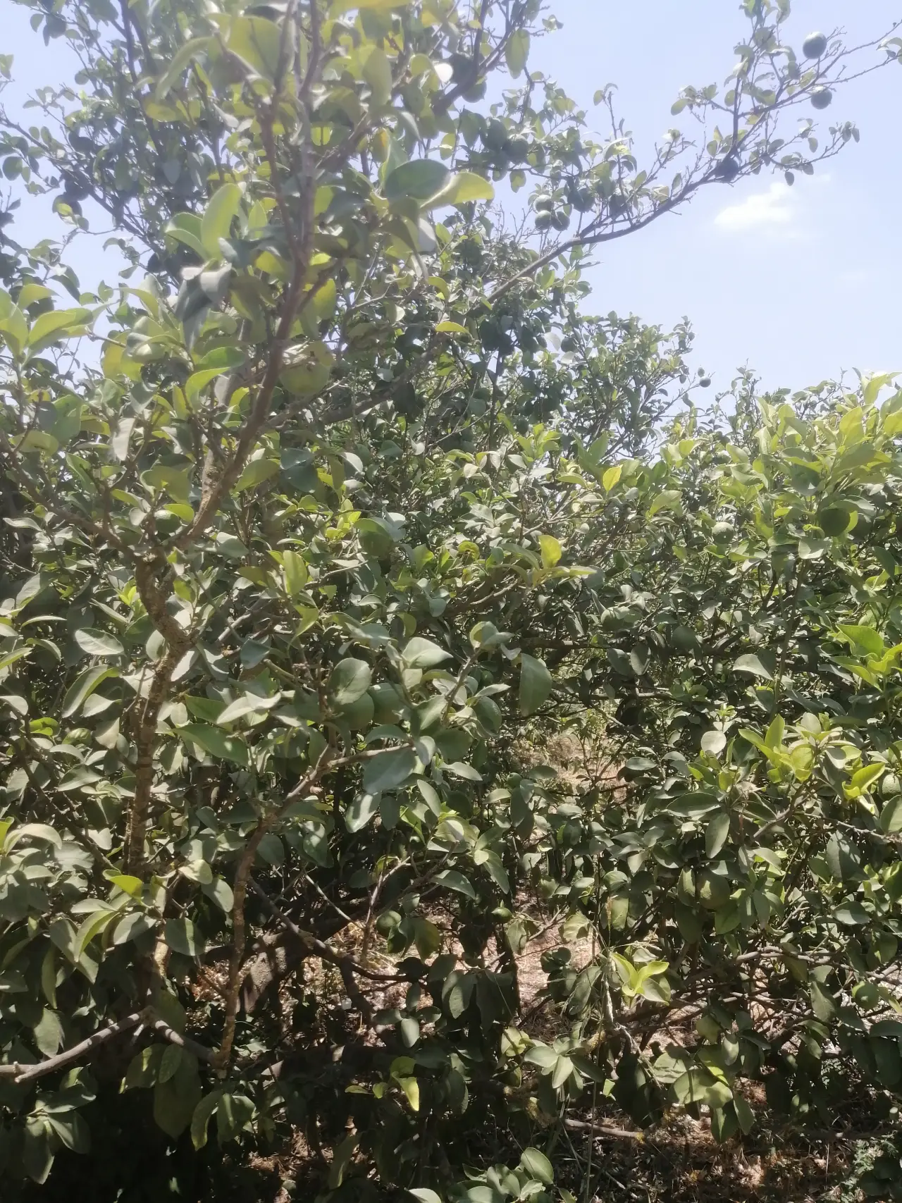 Land for sale in North Shuna – photo 14