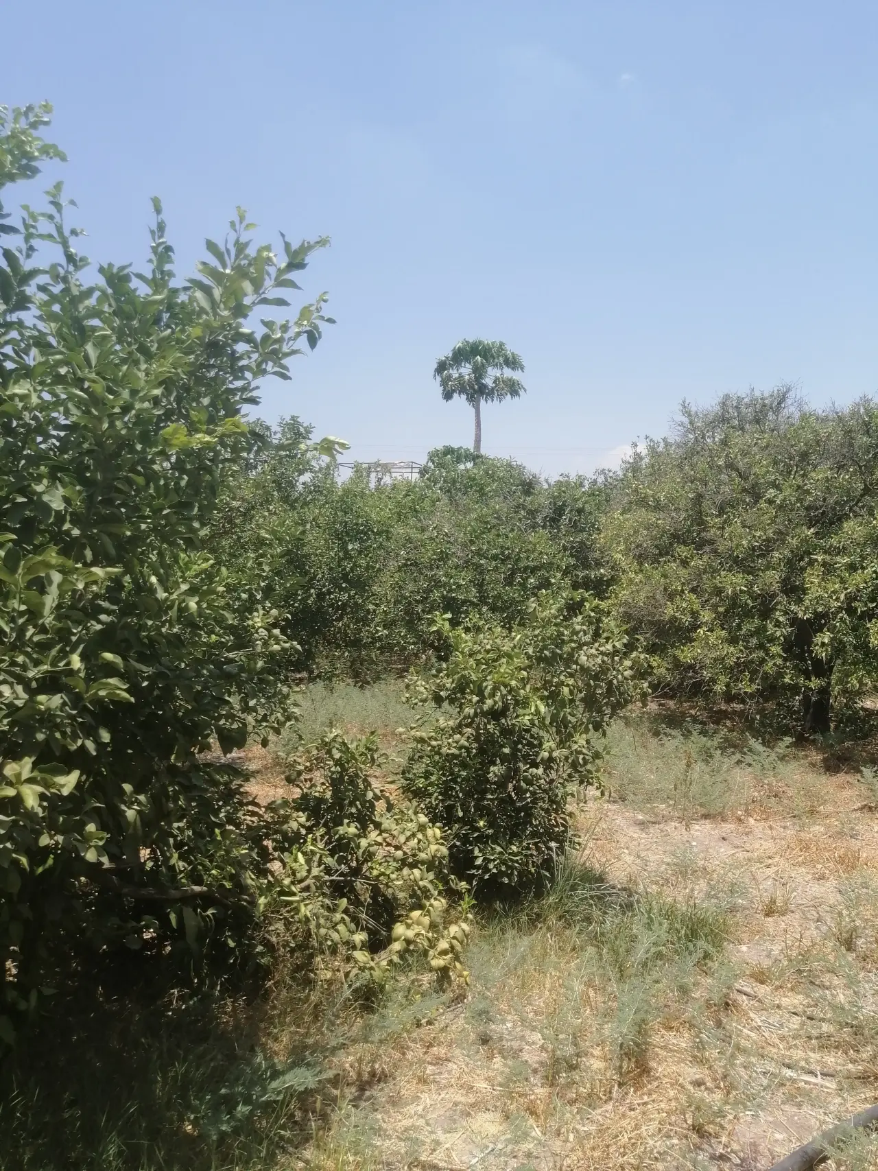 Land for sale in North Shuna – photo 5
