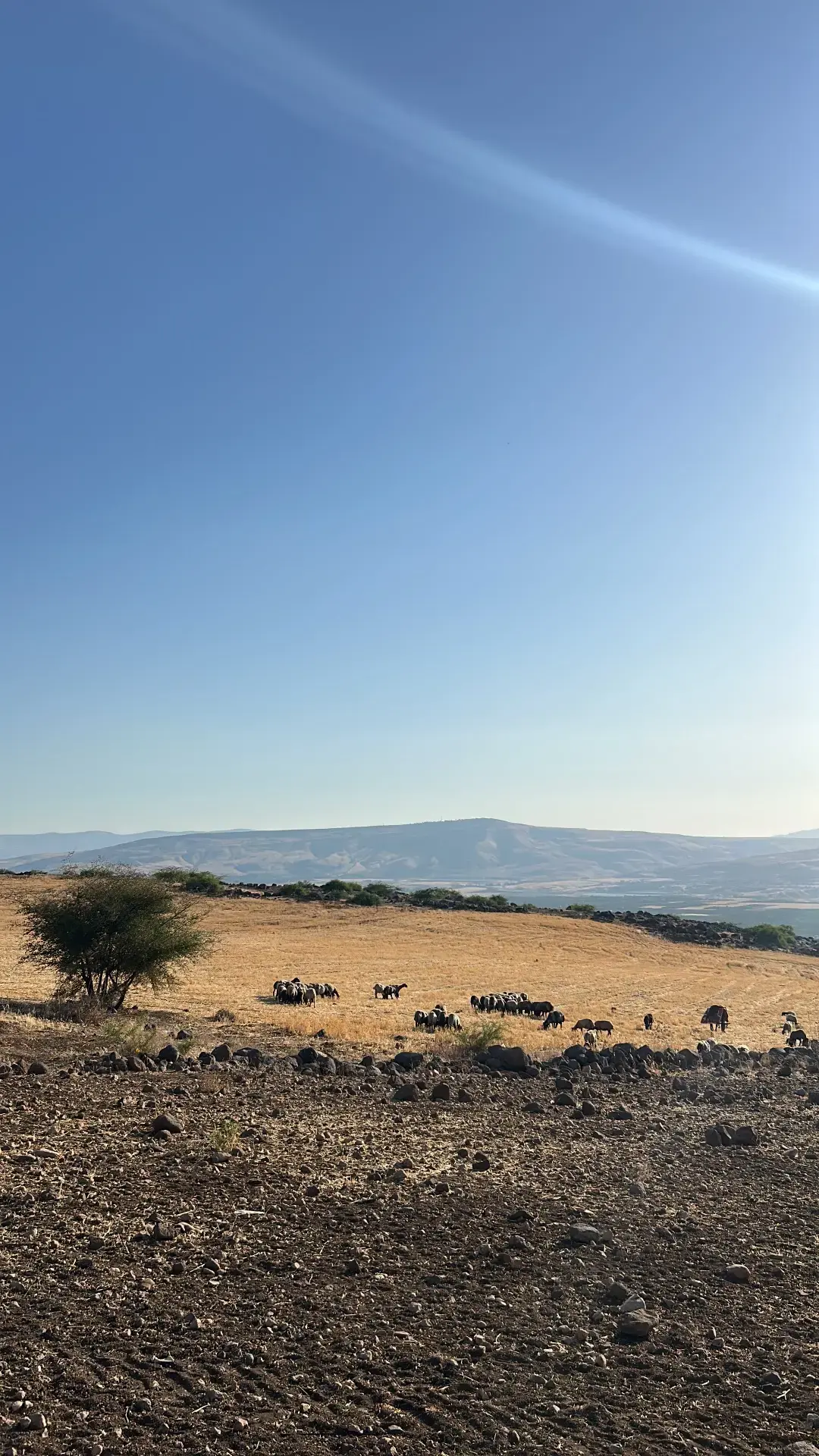 Land for sale in Umm Qais – photo 5