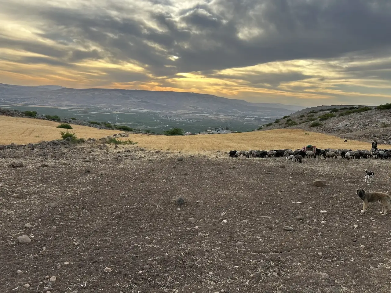 13-dunum flat farmland in Umm Qais overlooking the Jordan Valley