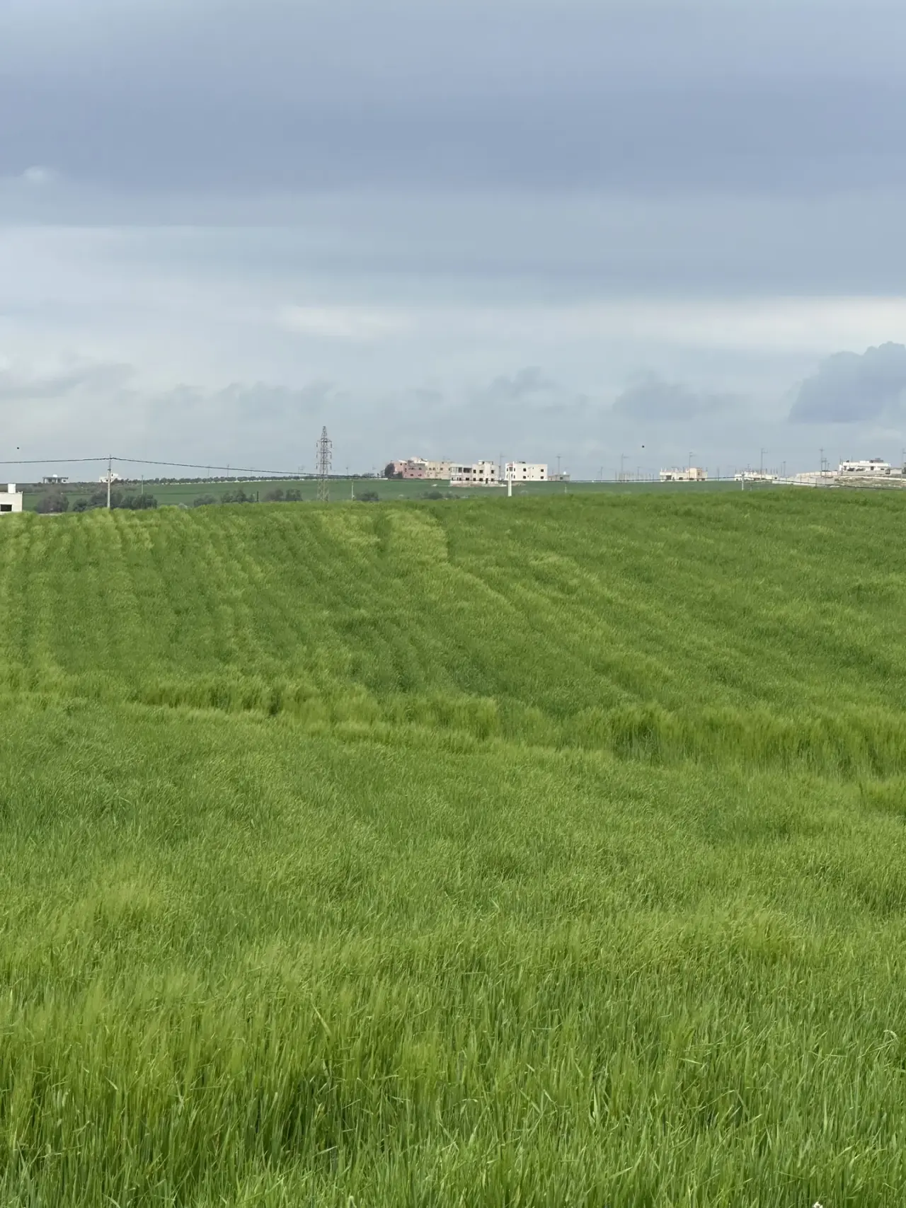 Land for sale in Petra Street – photo 2