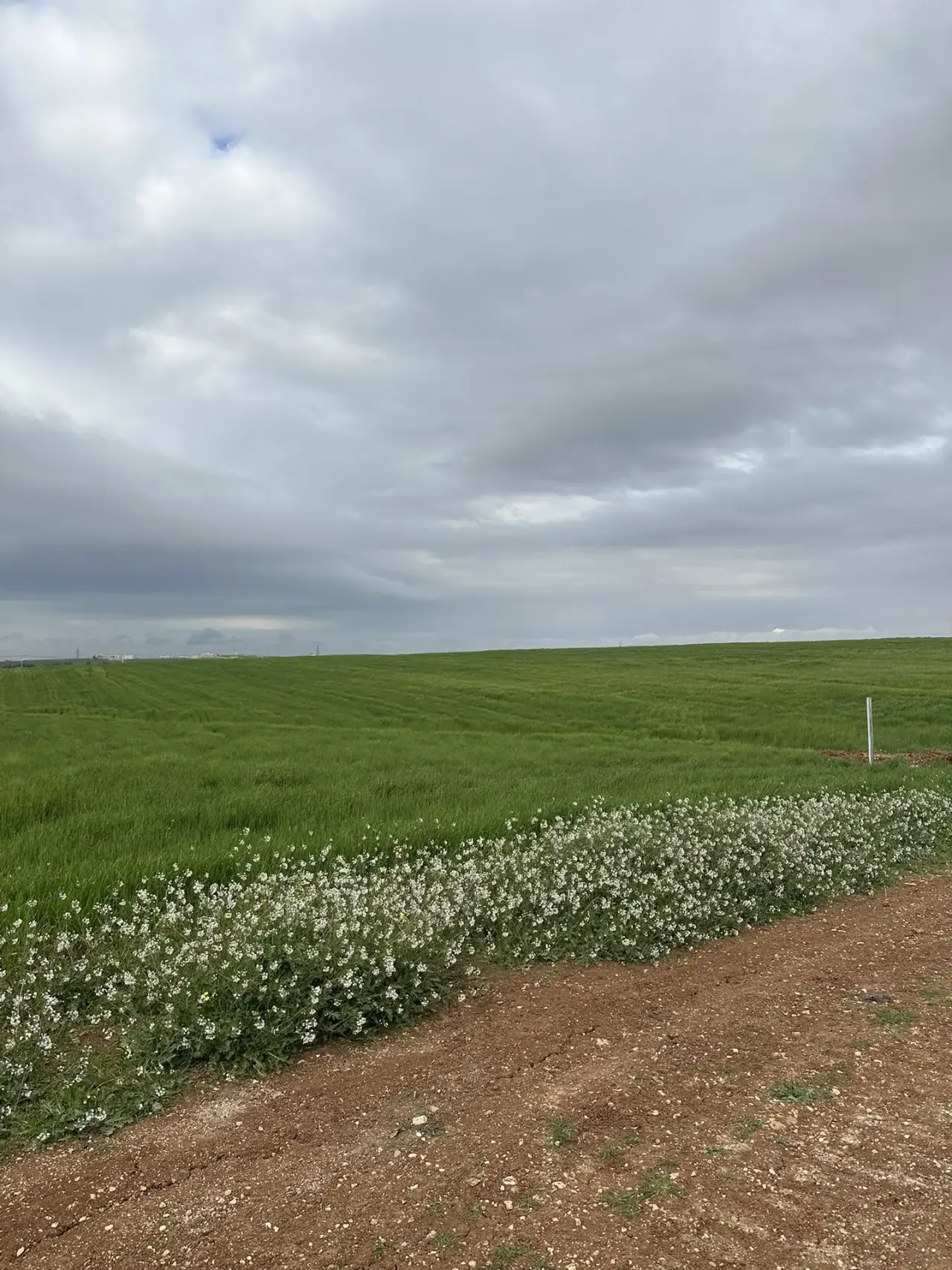 Land for sale in Petra Street – photo 3