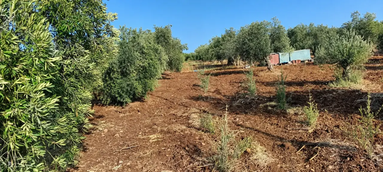 Land for sale in Taybeh District – photo 6