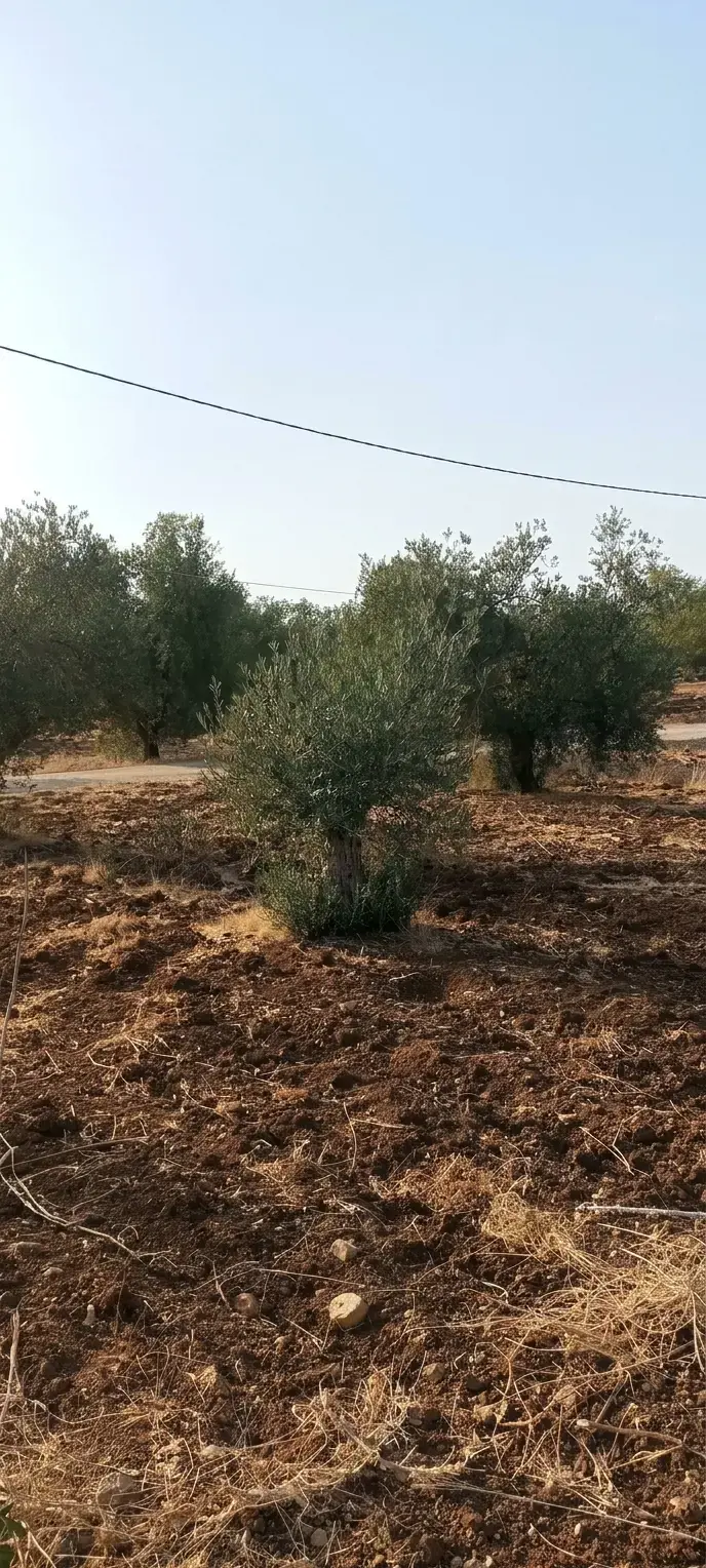 Land for sale in Taybeh District – photo 4