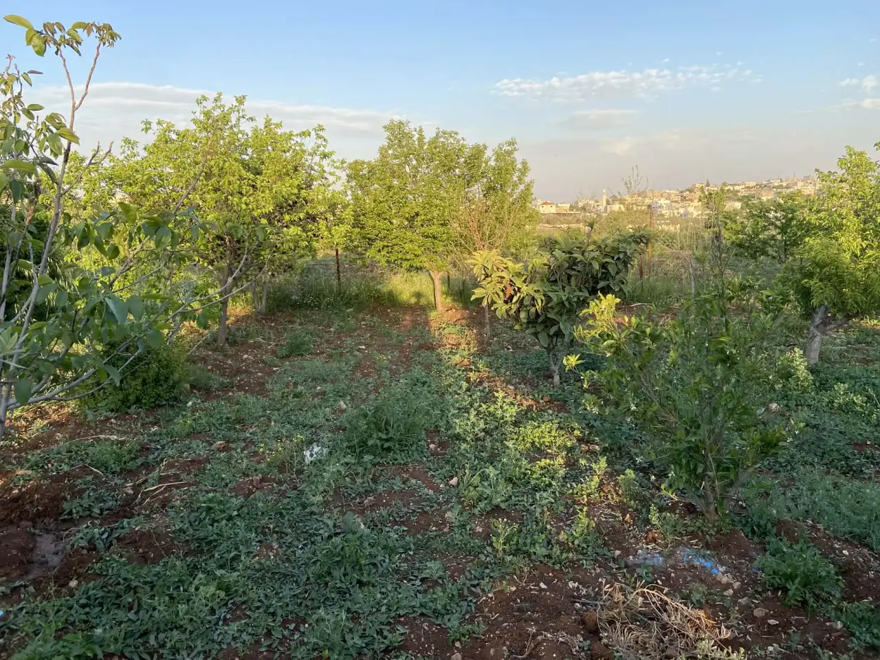 1-dunum Residential C plot in Kitim with olives, citrus and a quiet view