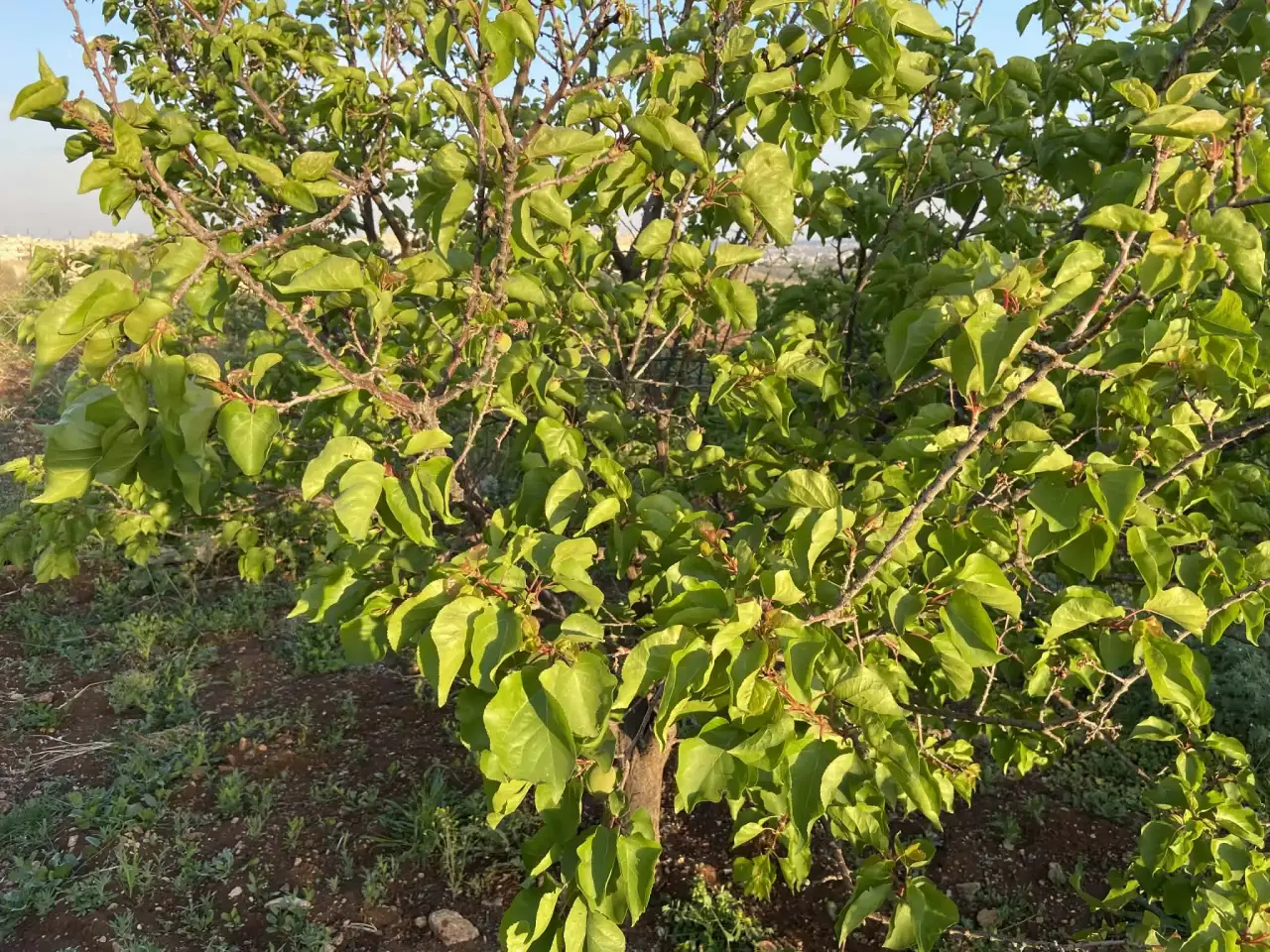 Land for sale in Kitim – photo 5