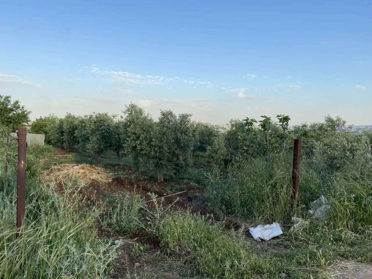 Land for sale in Kitim – photo 7