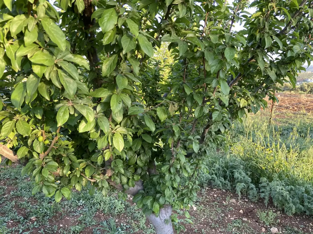 Land for sale in Kitim – photo 10