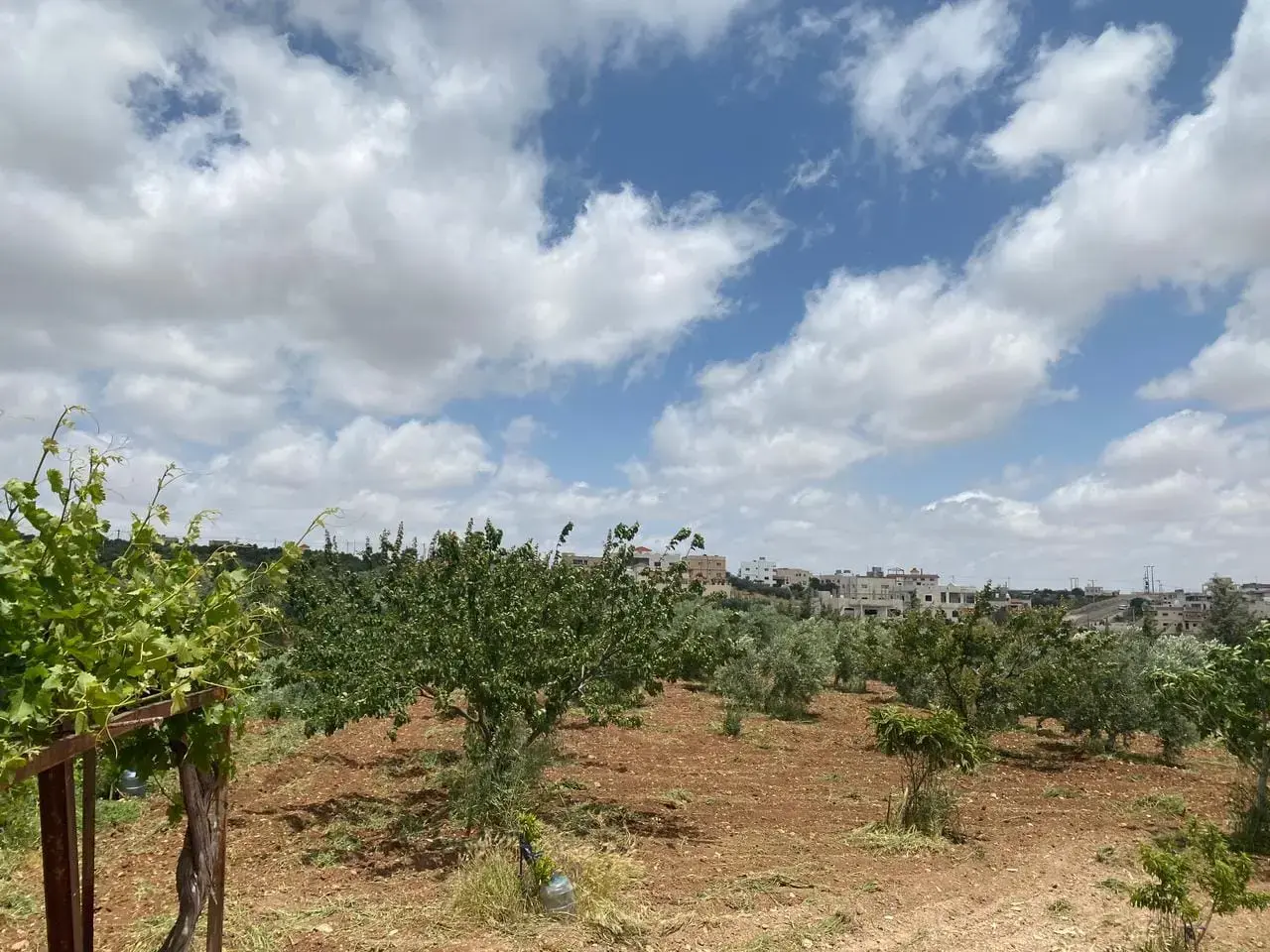Land for sale in Kitim – photo 2