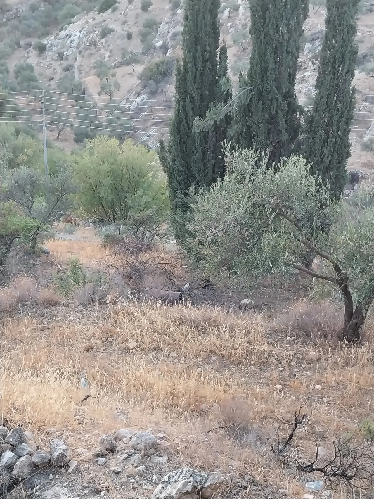Land for sale in Other – photo 3