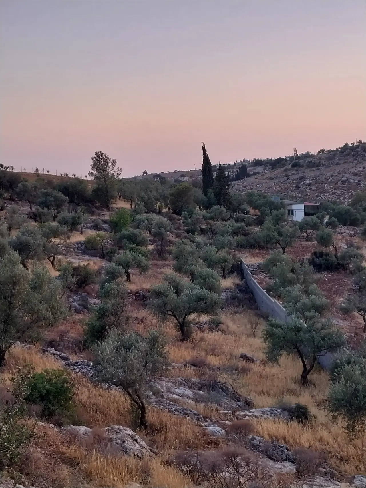 Five-and-a-half dunum olive farm for sale in Salt near Sixty Street, with well and room