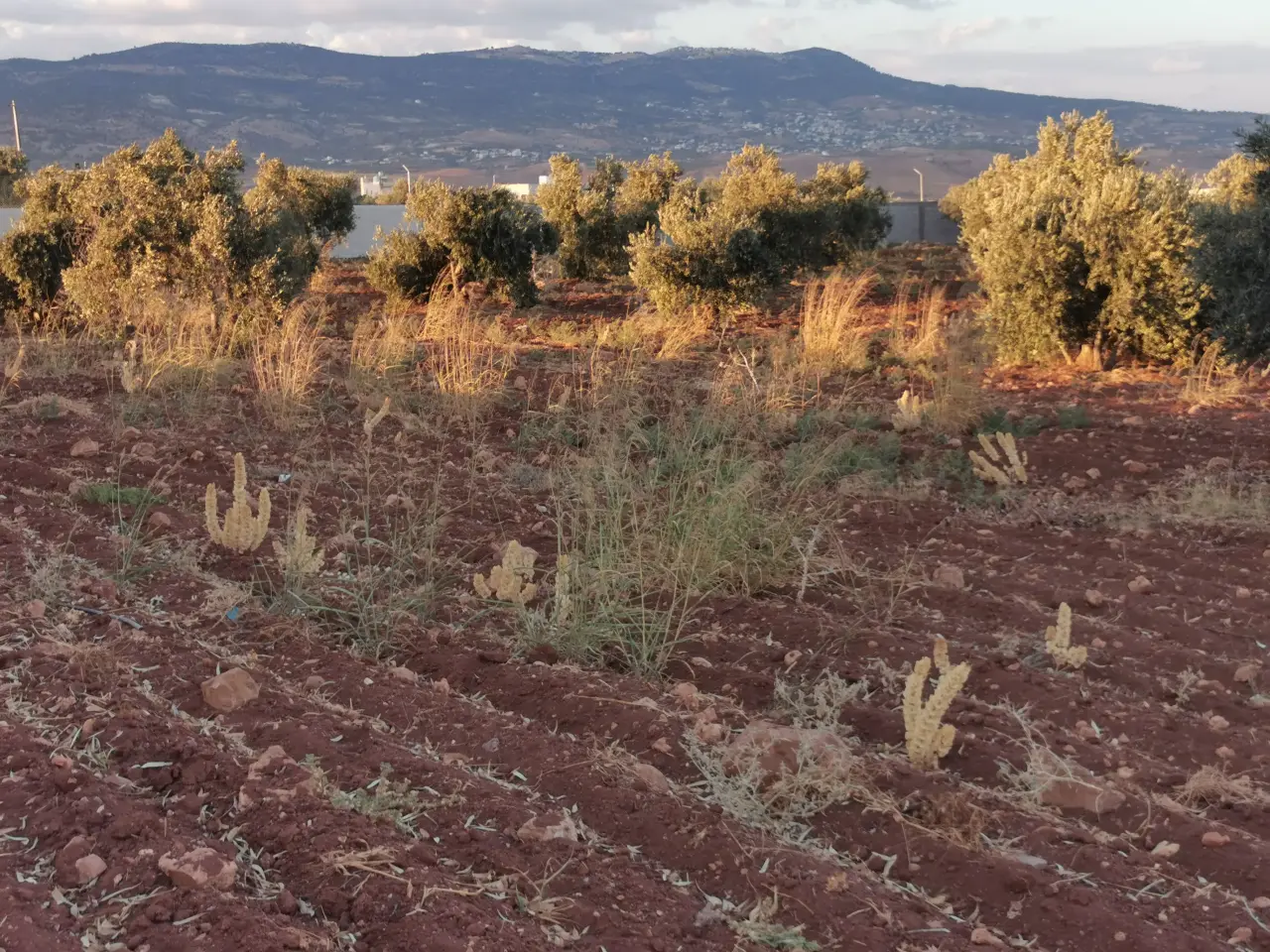 Land for sale in Al Subeihi – photo 3