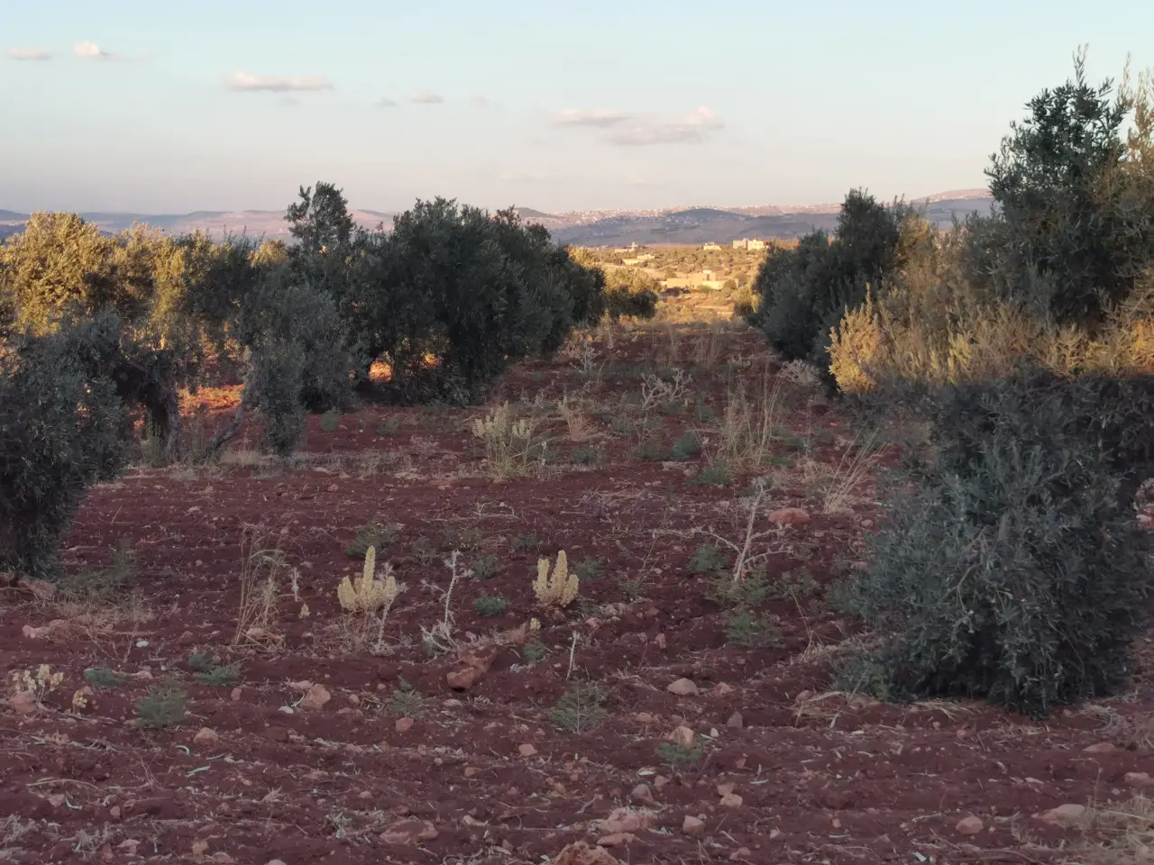 Land for sale in Al Subeihi – photo 2