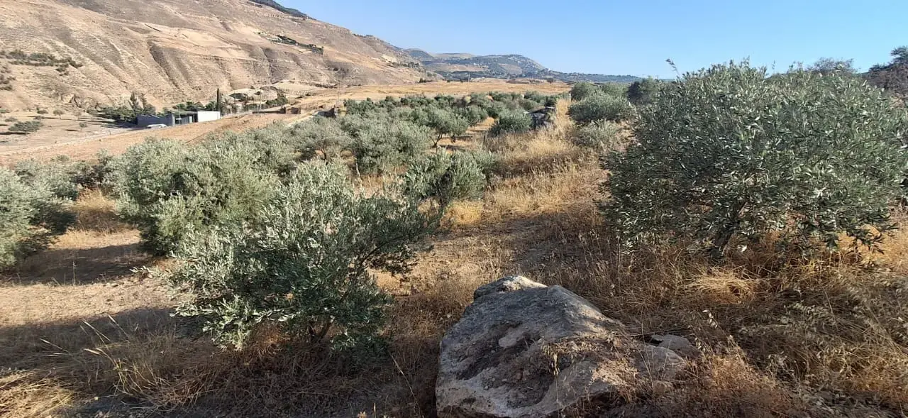 Fenced 4-dunum agricultural plot in Abu Sneisel, Jala'd, Salt