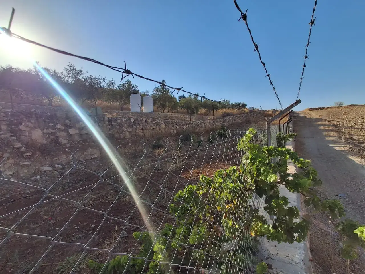 Land for sale in Jala'd – photo 8