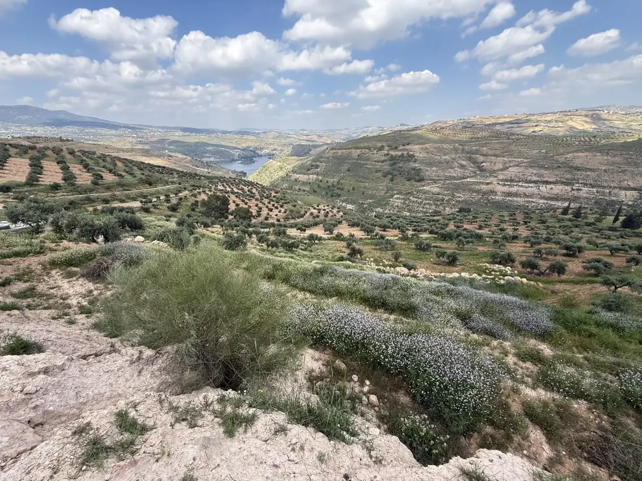 Overlooking King Talal Dam: 3,886 m² olive plot in Seehan on two streets, suits a chalet