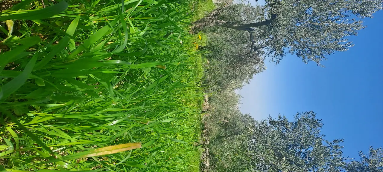 أرض للبيع في Kafr Hooda – صورة 8