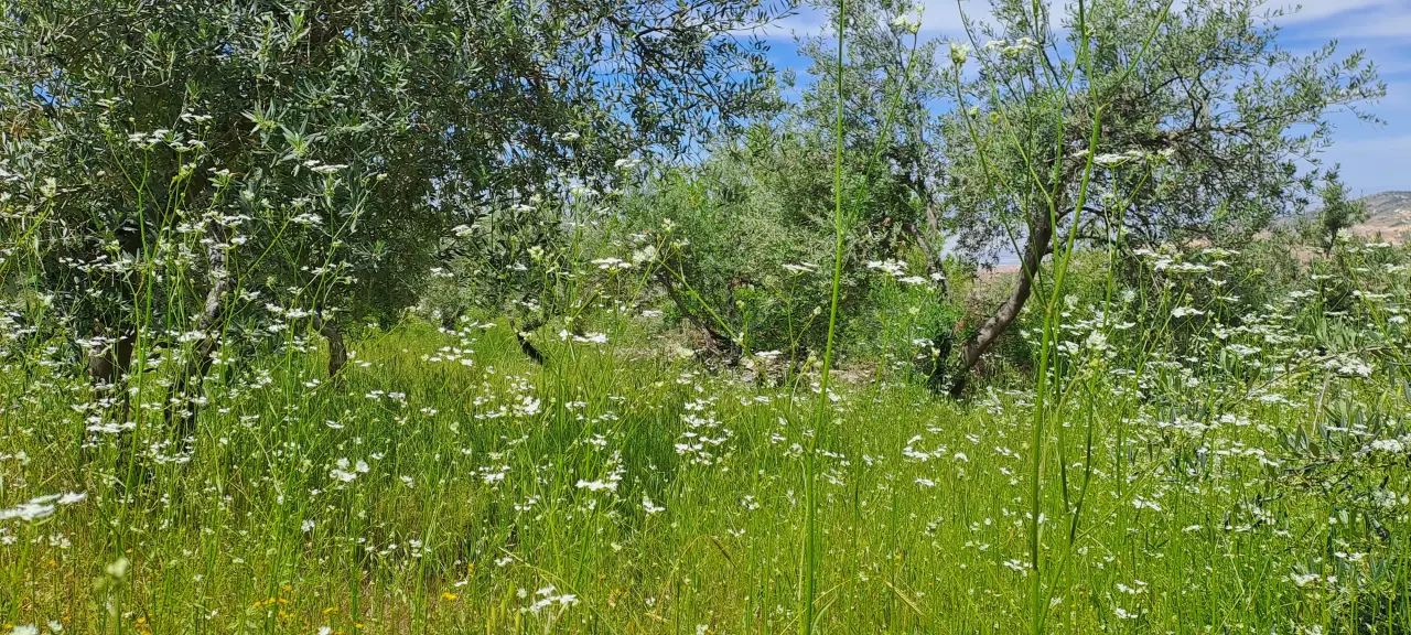 أرض للبيع في Kafr Hooda – صورة 5