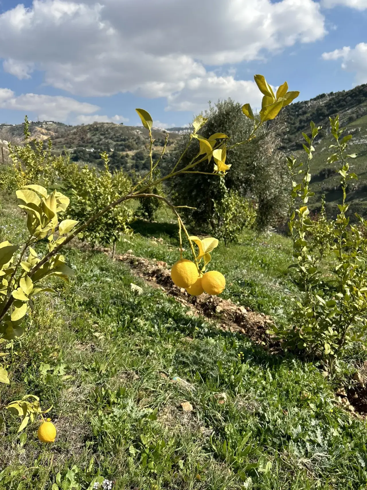 Land for sale in Wadi Shua'ib – photo 7