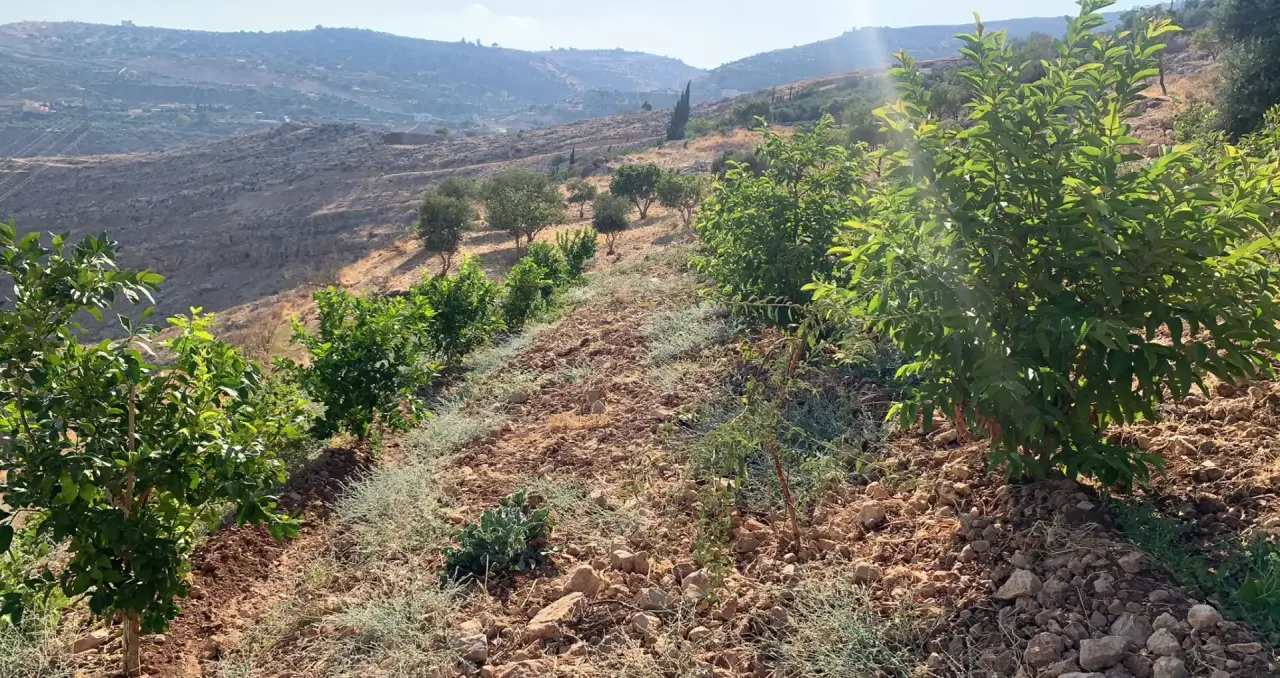 Land for sale in Wadi Shua'ib – photo 5