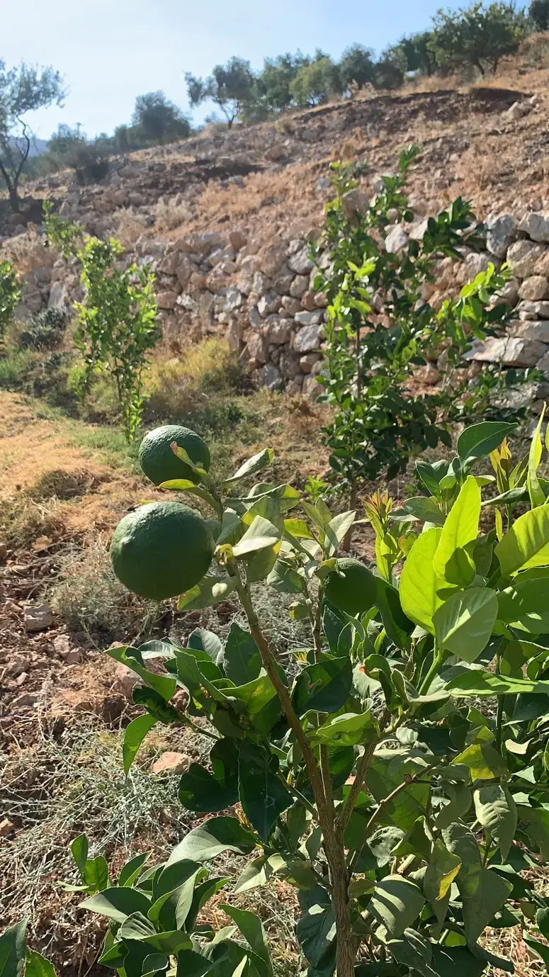 Land for sale in Wadi Shua'ib – photo 3