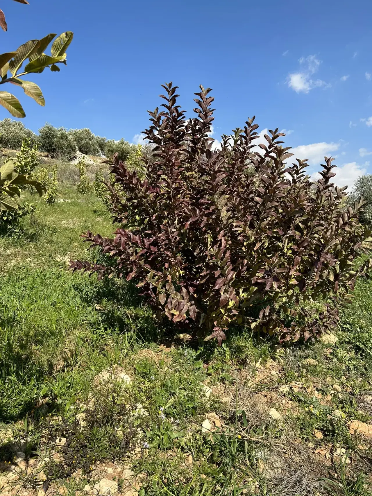 Land for sale in Wadi Shua'ib – photo 2