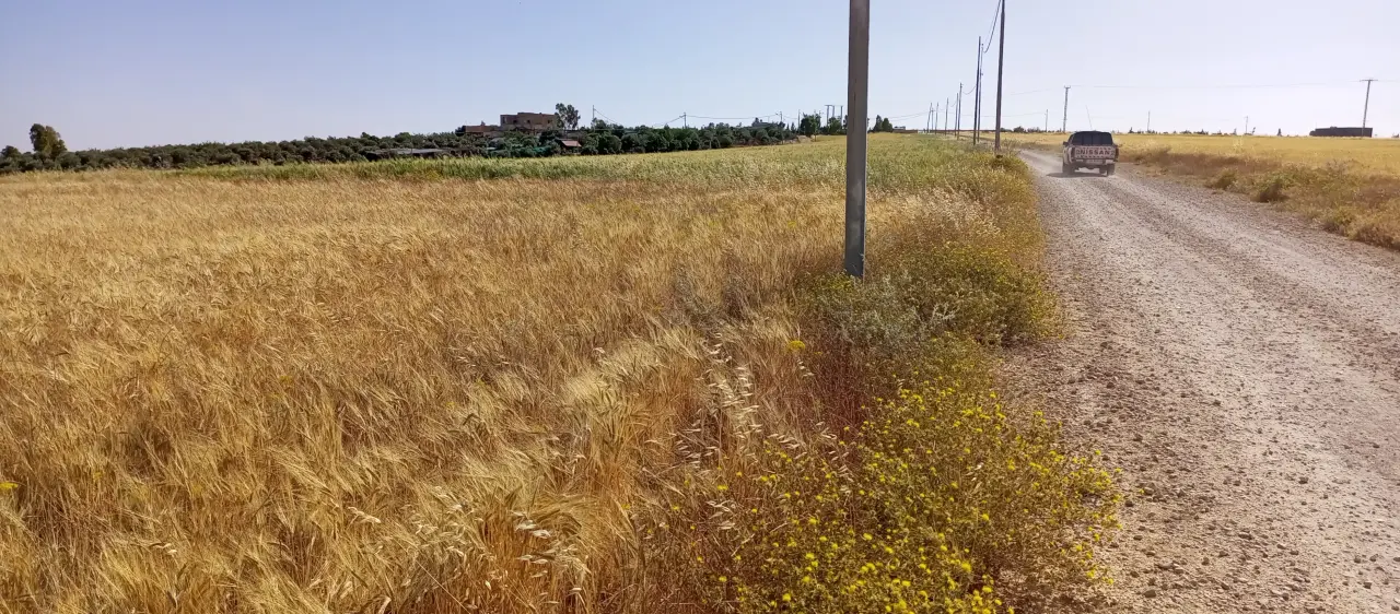 Land for sale in Thiban – photo 4
