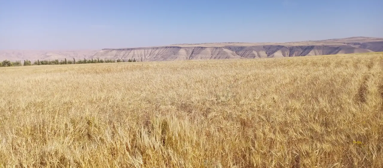 Flat 10-dunum farm land with red soil for sale in Shaqiq, Thiban