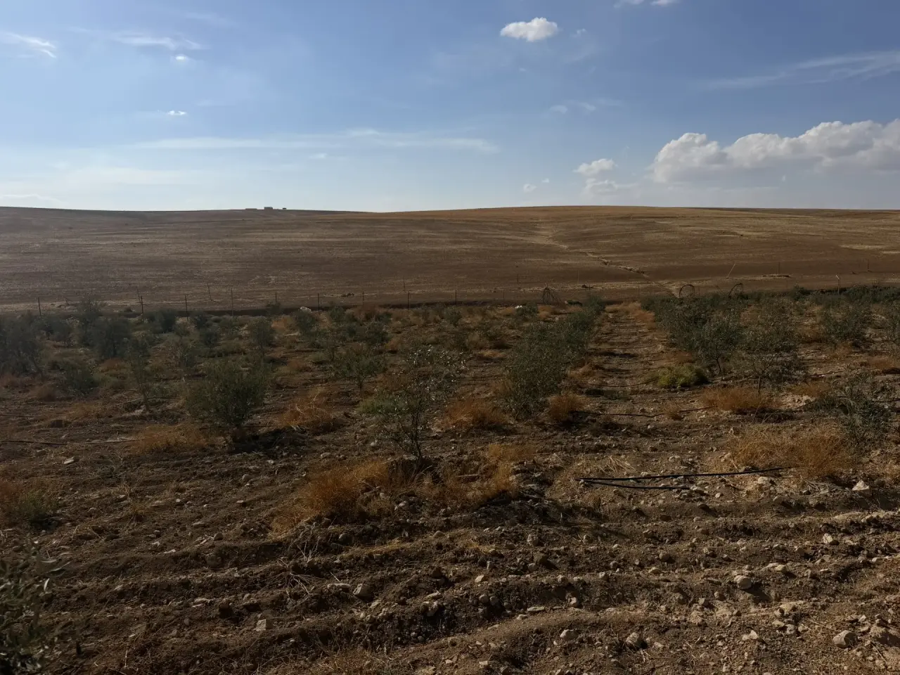 15-dunum olive farm with a new 90 m² house for sale in Umm Al Rasas, Thiban