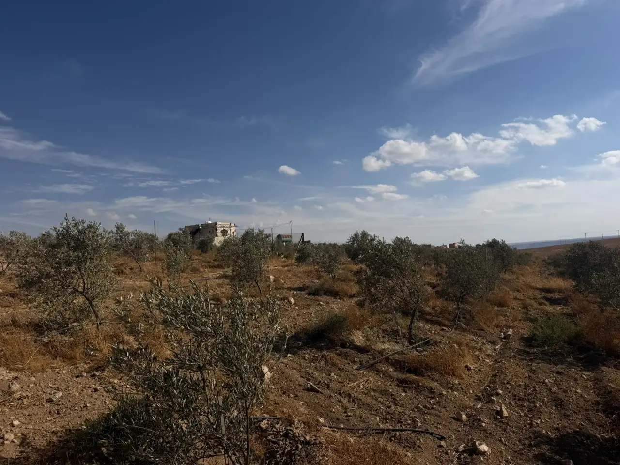 Land for sale in Thiban – photo 3