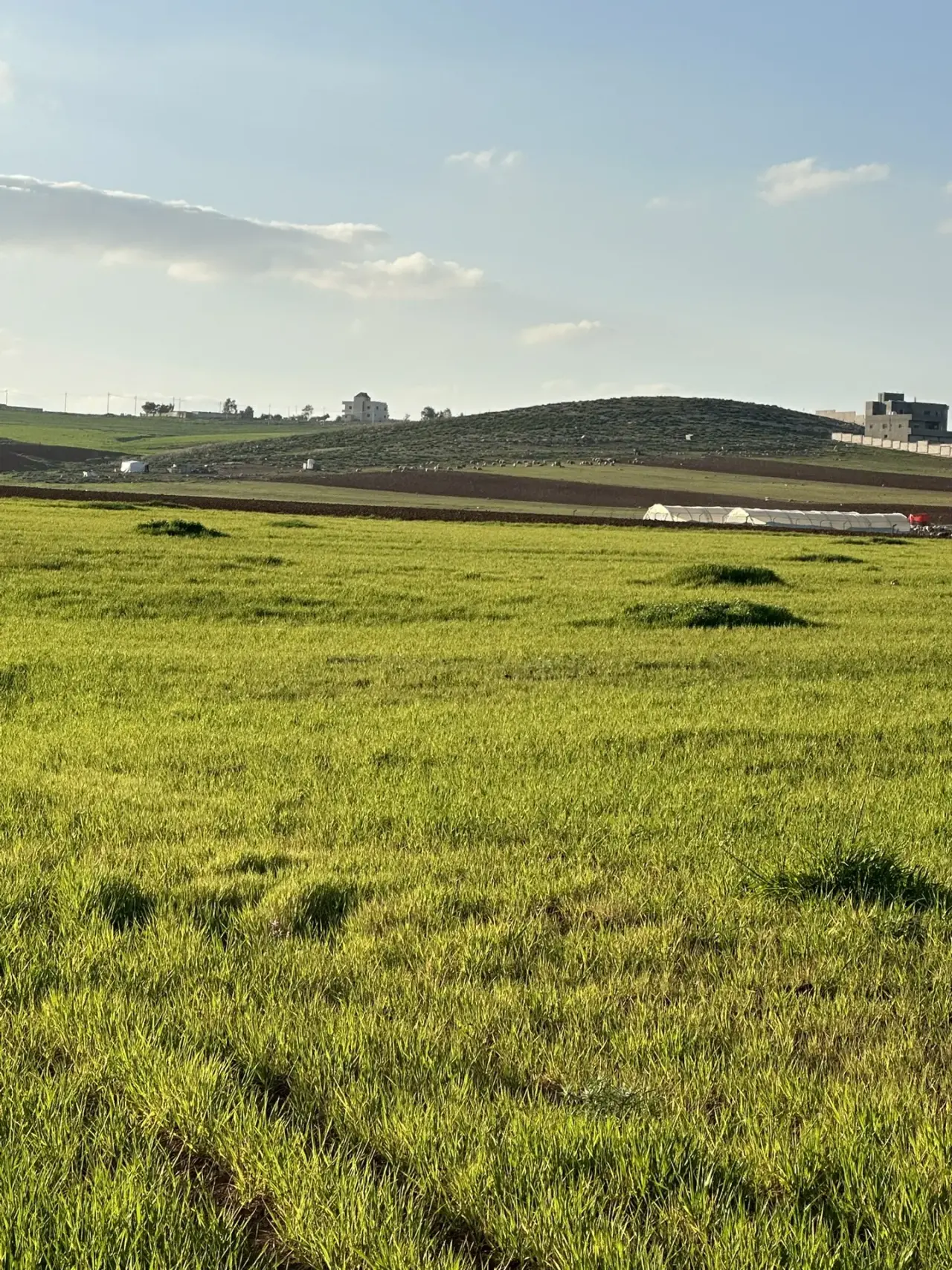 Nearly 4 dunums of fertile farm land near the King’s Highway for sale in Madaba
