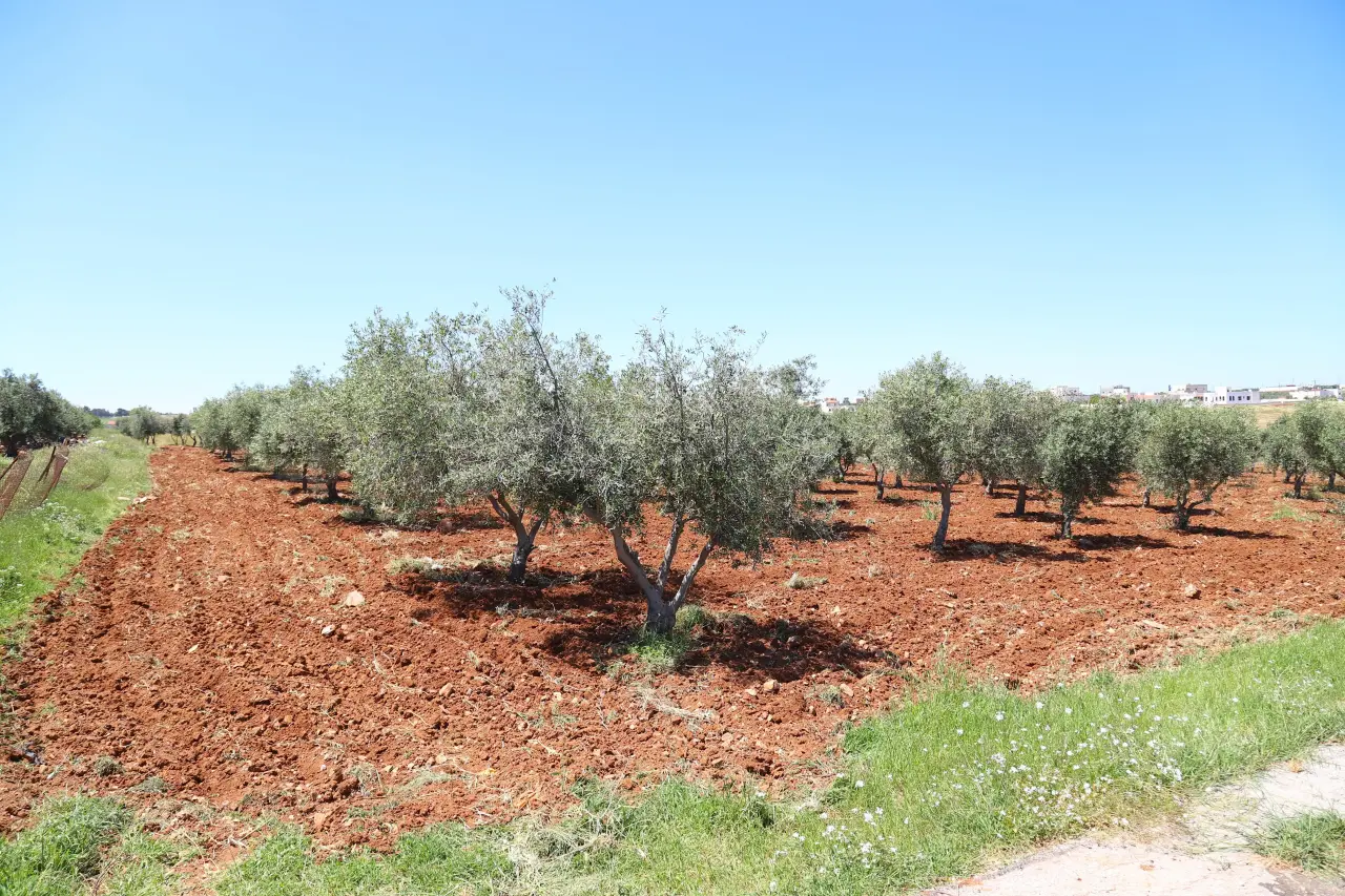 أرض للبيع في Al-Fayha' – صورة 4